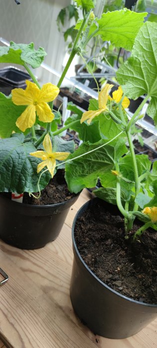 Inomhusodlade plantor, gurkplantor med blommor i krukor på ett fönsterbräde.