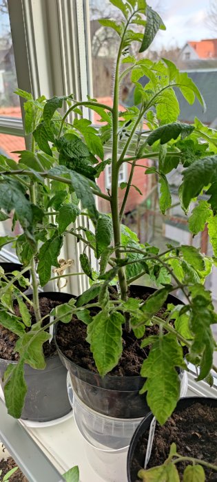 Tomatplanta av sorten Balkonzauber odlas inomhus i kruka vid fönster i dagsljus.