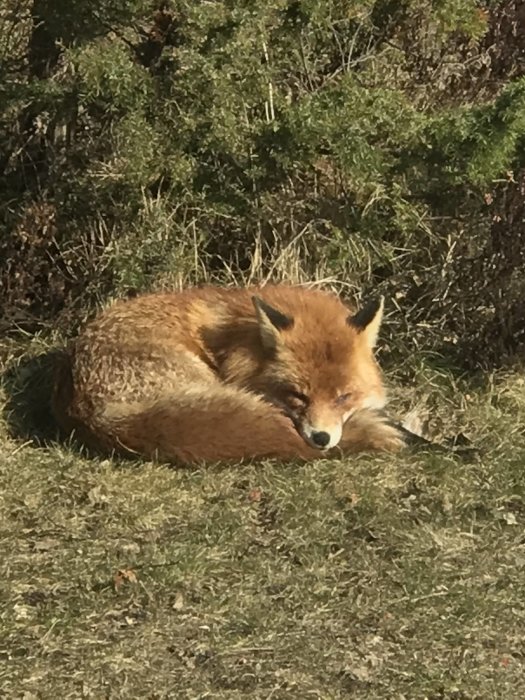 En rödräv som ligger ihoprullad sover i solen med grönska i bakgrunden.