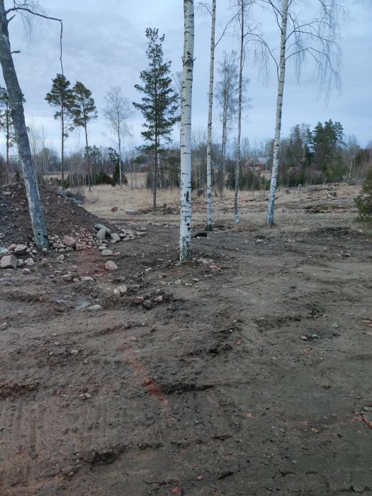 Tomt med björkar och utsikt mot skog, under byggfas med synliga hjulspår i marken.