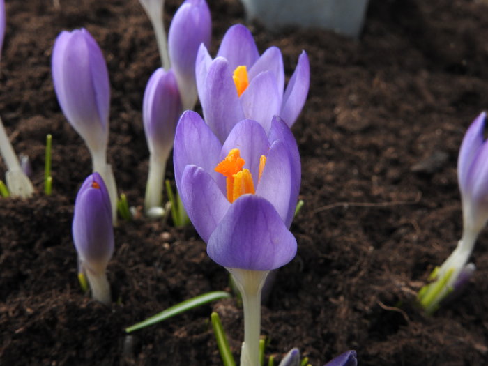 Lila crocus tommasinianus, kallad snökrokus, som blommar i mörk jord.