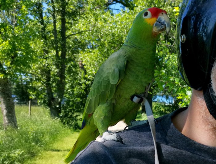 Grön papegoja med röd och gul huvudteckning sitter på en persons axel utomhus.