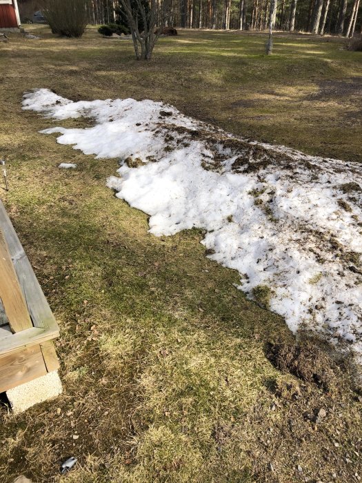 En trädgård med smältande snöhögar, gräs och träd i bakgrunden.