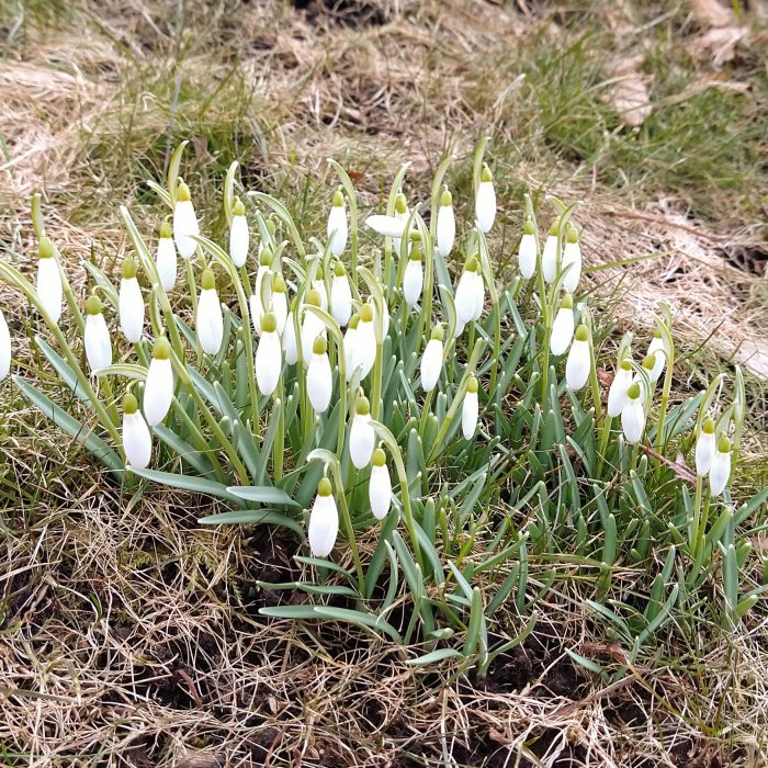 Snödroppar i blom i en gräsmatta markerar vårdagjämningens ankomst.