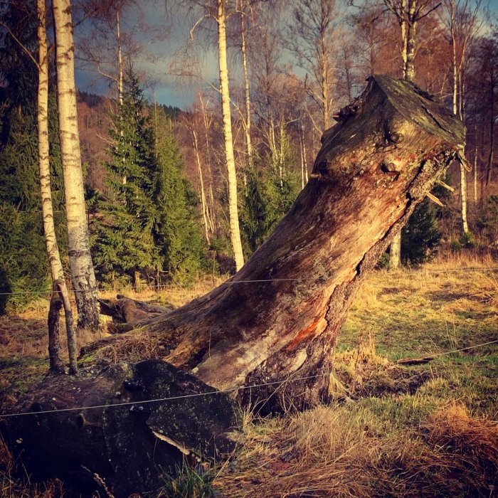 En gammal, ihålig trädstam som lutar sig mot bakgrund av skog och klar himmel.