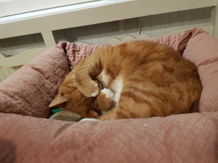 Rödbrun katt som sover hopkurad med tassar över ansiktet på en rosa kudde.