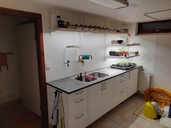 Kök med belysning över diskbänk och två hyllor ovanför med växtbelysning och groddande potatis.