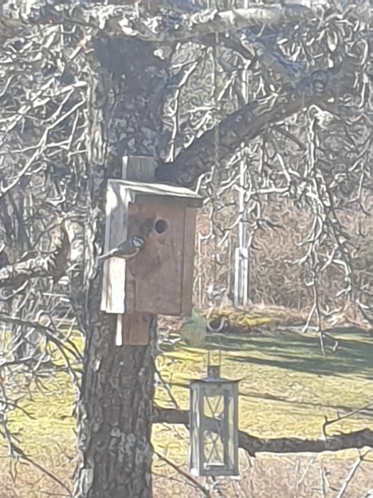 Fågelholk i trä fäst på en trädstam med en fågel på landningsplattformen och en metallfågelmatare hängande bredvid.