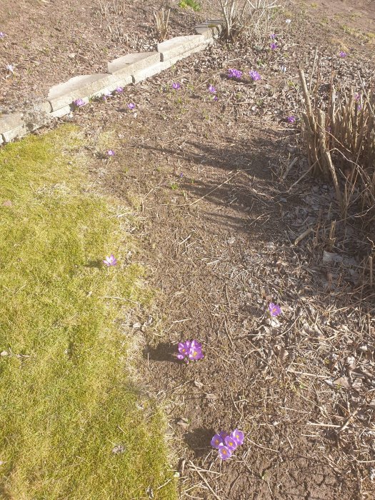 Krokusar i lila nyans blommar i en trädgård med gråbrun jord och en gräskant