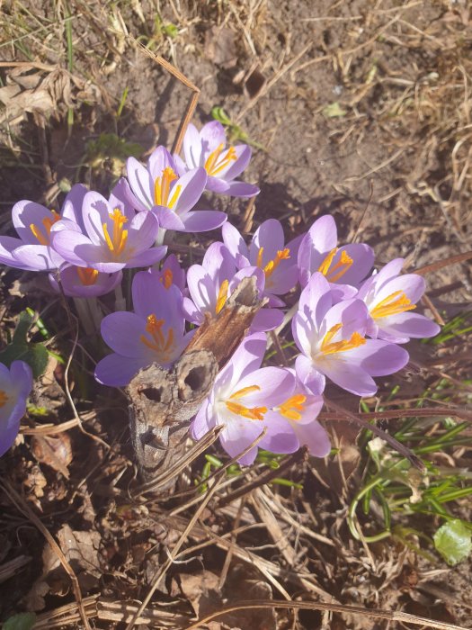 Lila krokusar blommar i förgrunden med torra löv och gräs runtomkring.