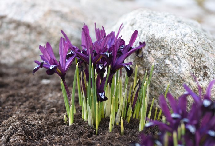 Lila våriris 'Pauline' (Iris reticulata) i blom, planterade i grupp med synlig jord och sten.