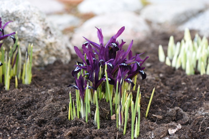 Lila våriris 'Pauline' med gräsliknande blad som blommar i tidig vår, planterad i jord.