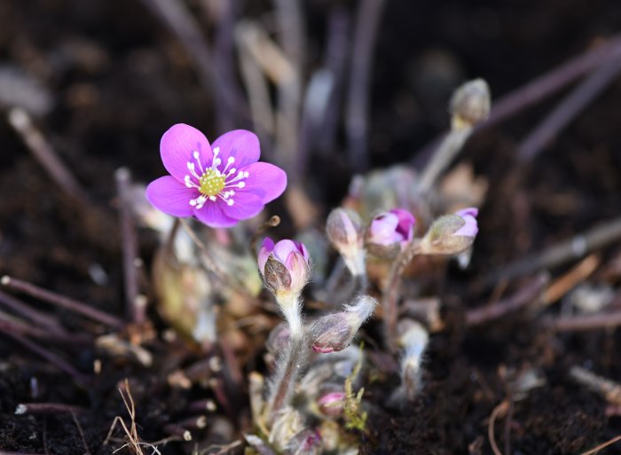 Blommande lila blåsippa med knoppar och håriga stjälkar i jordig miljö.