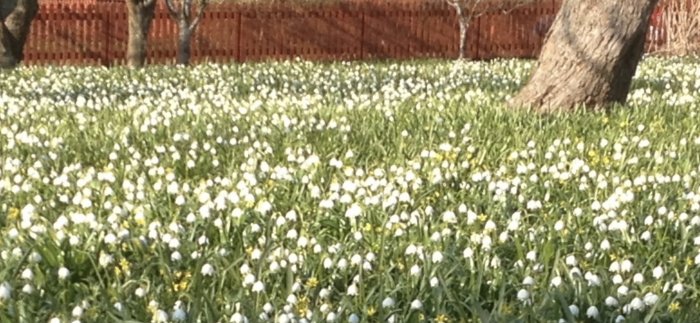 Trädgård med tätt växande vita blommor, troligtvis snödroppar, med ett träd och staket i bakgrunden.