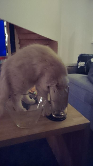 En katt som stoppar huvudet i ett högt glas på ett träbord inne i ett vardagsrum.