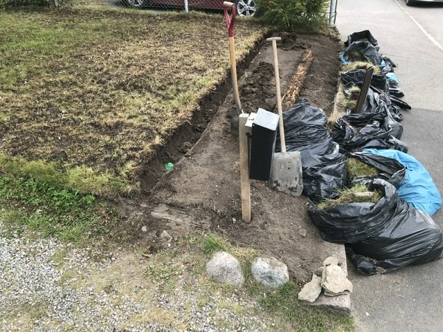 Grävd stubbe med markerad fiberkabel, spade och svarta sopsäckar längs en häck vid en trottoarkant.