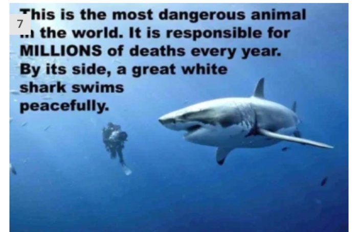 Dykare simmar intill en stor vit haj under vatten, med text om farligt djur.