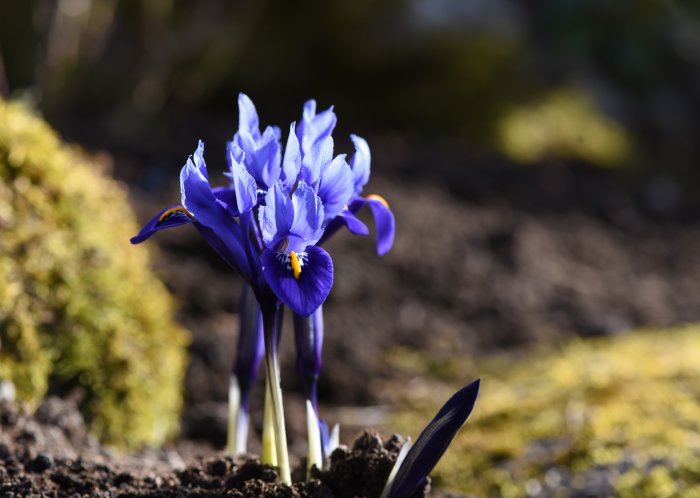 Blå Iris reticulata 'Harmony' i blom mot suddig bakgrund av vårträdgård.