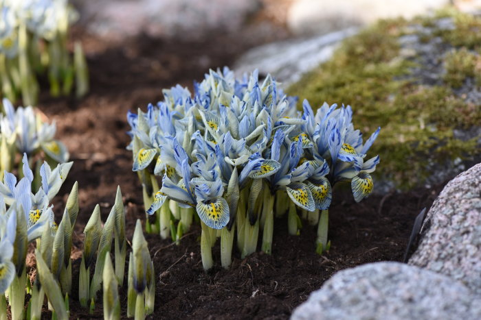 Blommande Iris reticulata 'Harmony' och 'Katharine Hodgkin' tillsammans med snödroppar i trädgården.