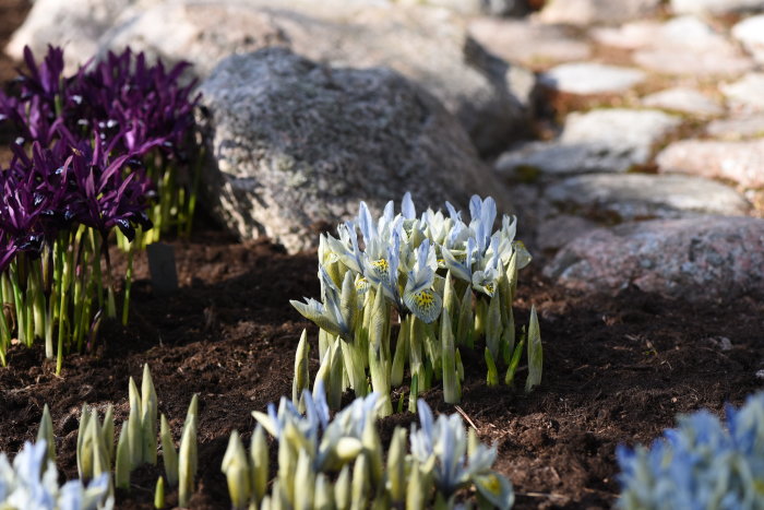 Vårblommor Iris reticulata 'Harmony' och 'Katharine Hodgkin' med snödroppar i en trädgård.