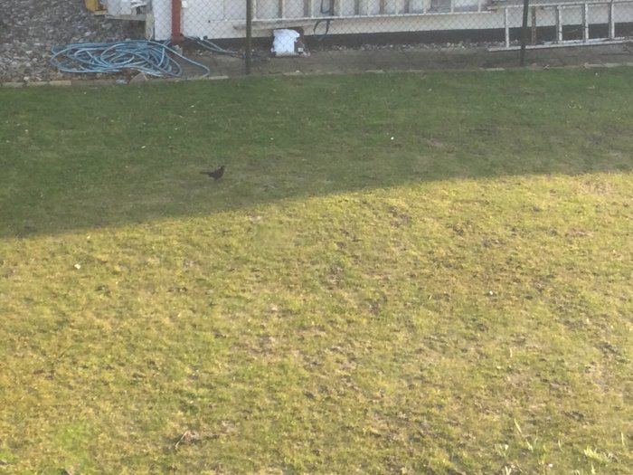 Gräsmatta med kantlinje och en fågel, rester av snöklocka och snödroppar syns i nederkanten.