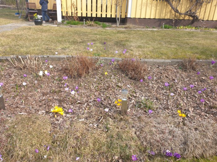 Trädgårdsrabatt med blommande krokus i olika färger, med en person i bakgrunden.