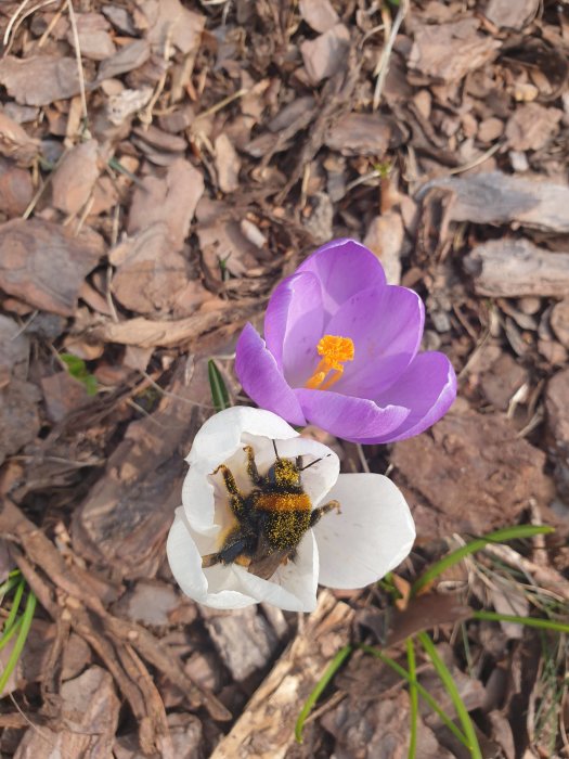 Humla täckt av pollen på en vit krokus i en trädgård med löv på marken.