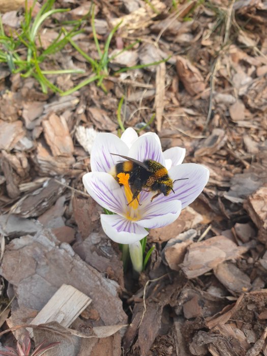 Humla täckt av pollen sitter på en lila och vit krokus i en trädgård med barkflis.