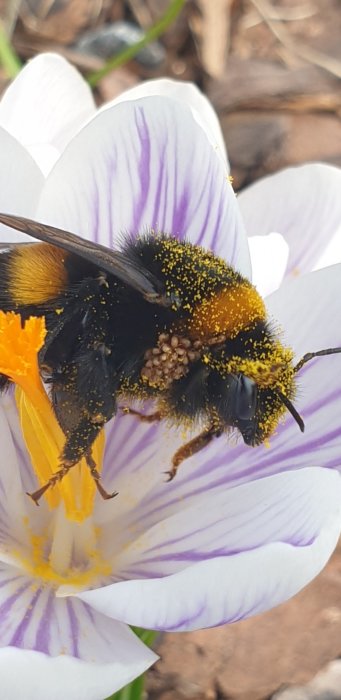 Humla täckt av pollen och beigea klumpar på en krokusblomma.