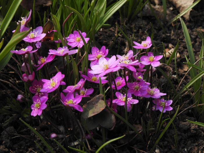 Klunga av blommande blåsippor med lila kronblad och gula ståndare, omgivna av gröna blad och jord.