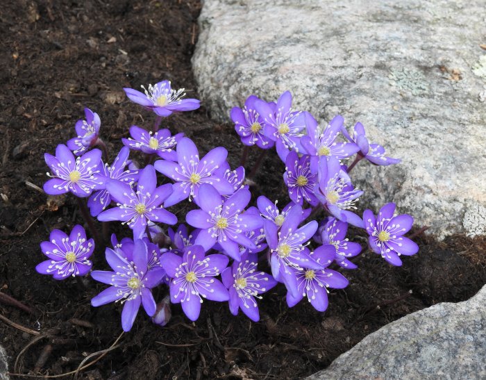 Grupp med blåsippor, blommor med lila kronblad och gula pistiller, intill sten och mörk jord.