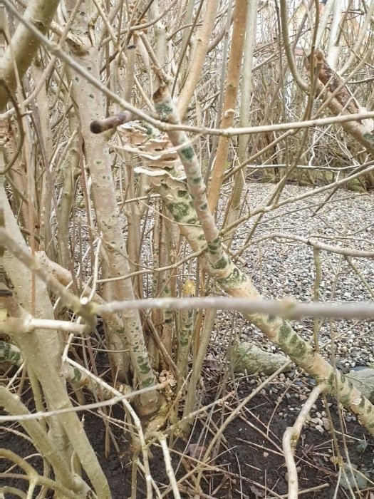 Syrenbuskar med grenar angripna av svamp, synliga vita och gröna fläckar på barken i en trädgård.