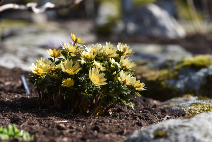 Vårblommor, troligtvis vintergäck, i full blom under vårsolen med mörk jord och mossbelagda stenar i bakgrunden.