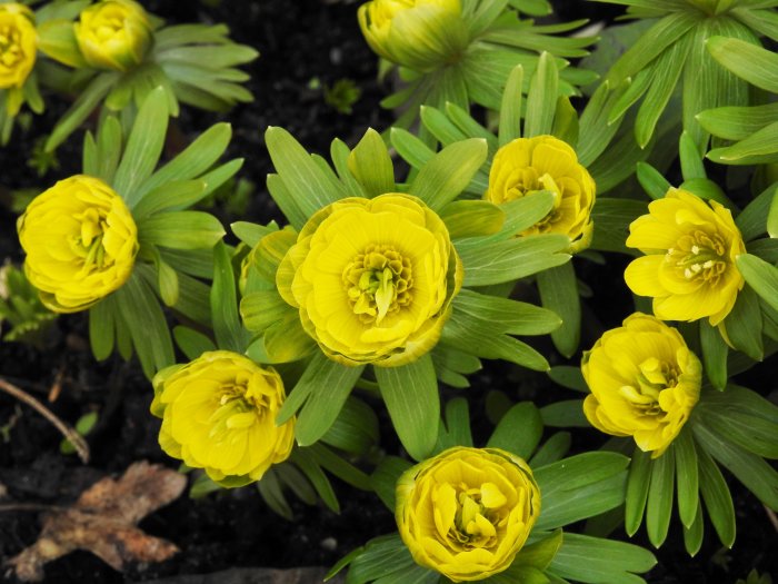 Gula vintergäck blommar i vårträdgården, symboliserande nytt liv och artrikedom.