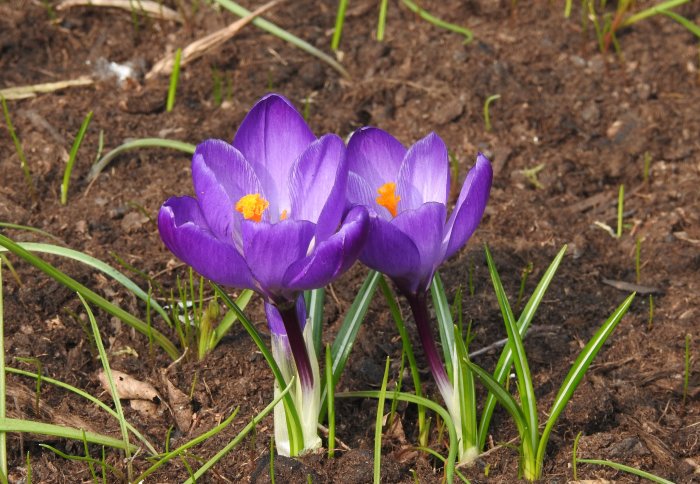 Två lila krokusar i knopp mot jordbakgrund, vårens första blomster som bjuder in pollinerare.