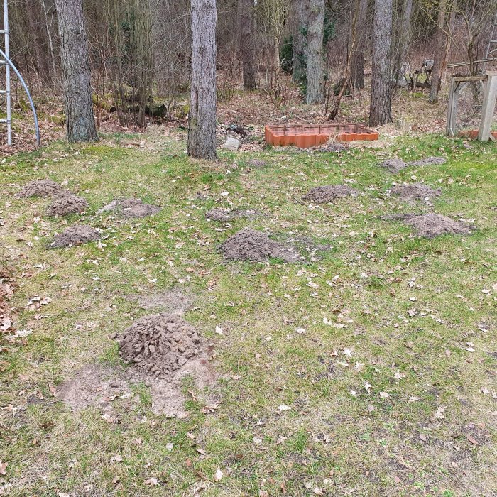 Trädgård med flera högar av grävmull spridda på gräsmattan.