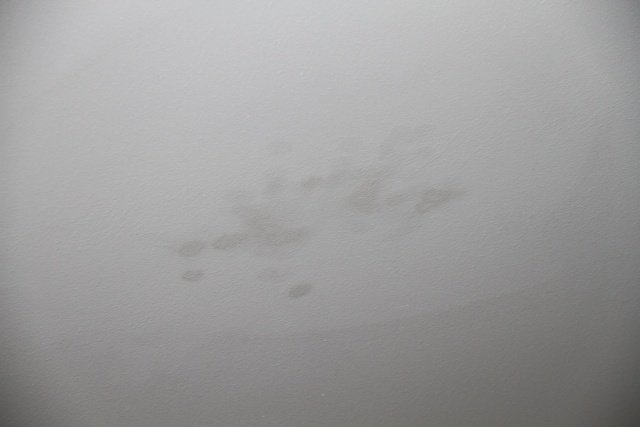 IMG_5429.jpg