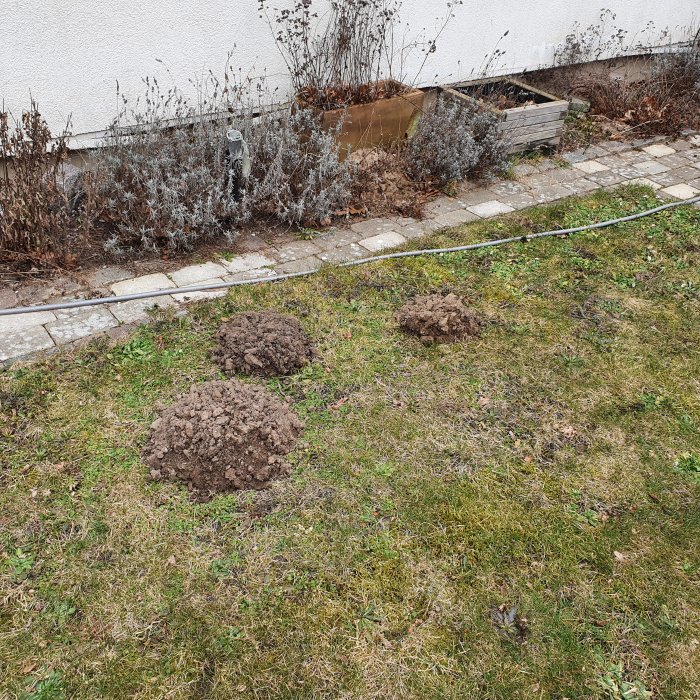 Högar av jord placerade på gräsmatta framför husvägg och buskage.