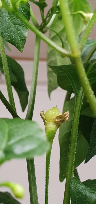 En ung grön chili (Aji white) frukt växer på en planta med daggdroppar.
