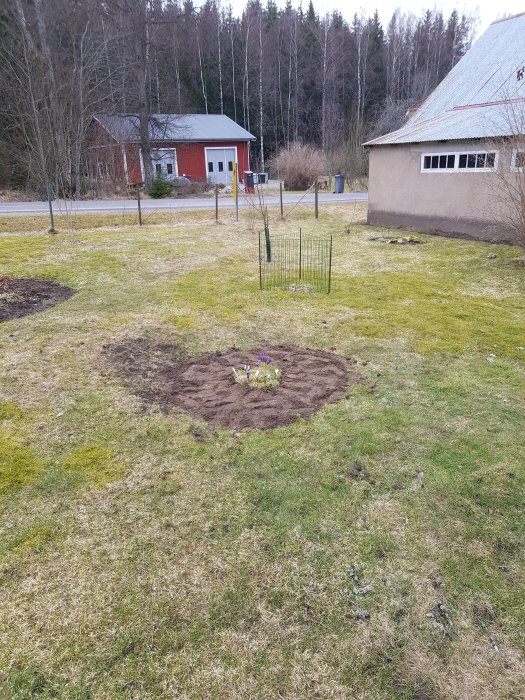 Tuva med krokusar omgärdad av ett staket på en gräsmatta, med byggnader i bakgrunden.