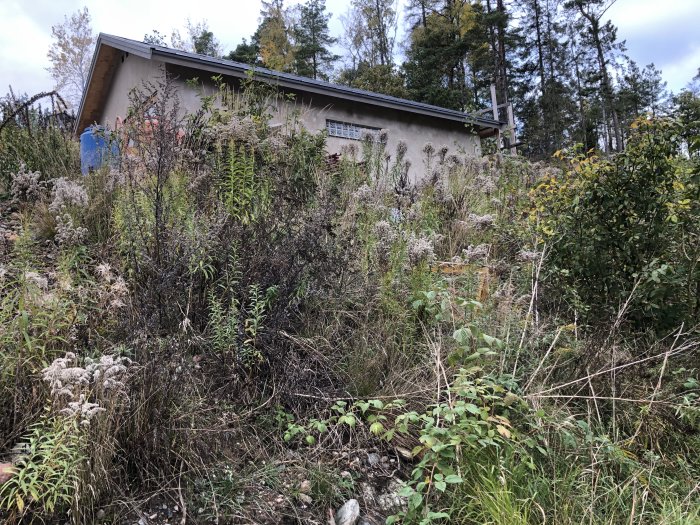 Rensad slänt med diverse vegetation och ett hus i bakgrunden, potentiell plats för marktäckande växter.