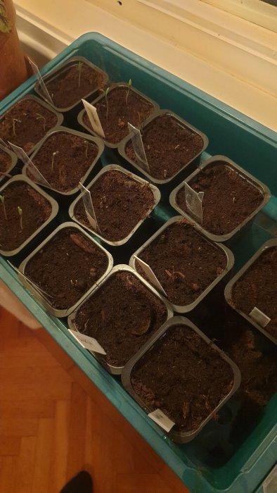 Tomatplantor som just börjat gro i små krukor på en bricka, bredvid ett fönster.