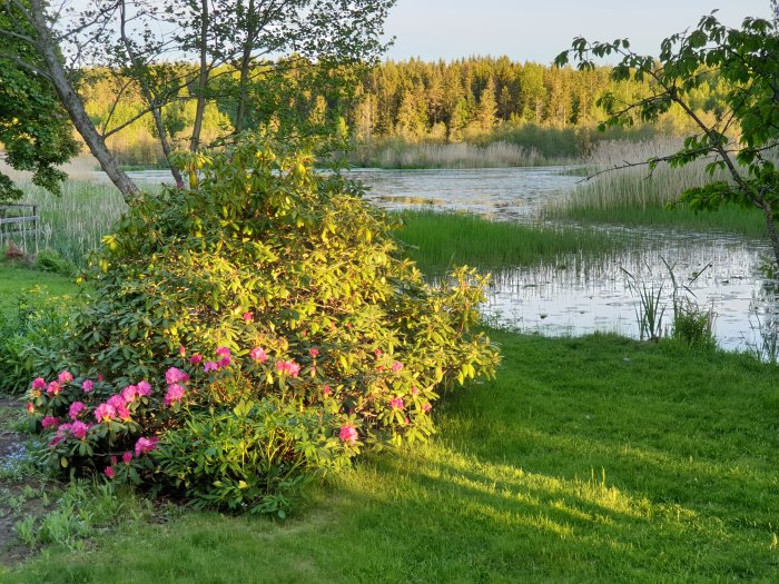 Lummig trädgård med blommande buskar vid kanten av ett kärr i solljus, potentiellt erosionsdrabbad tomtgräns.