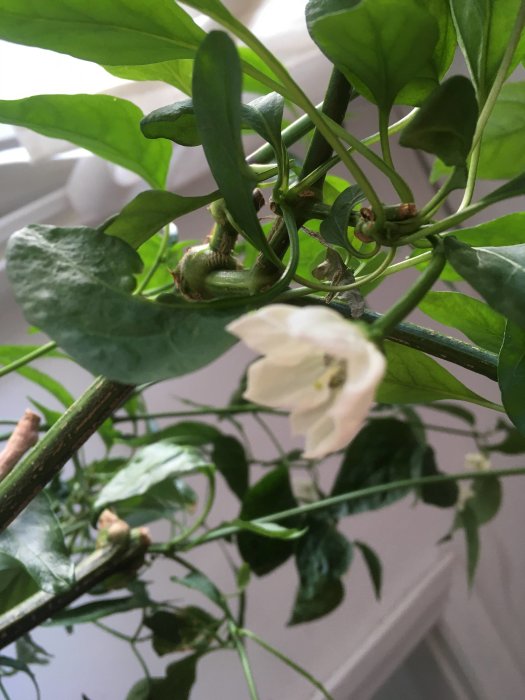 Chilipepparväxt med blomma och unga frukter inomhus utan extra belysning.