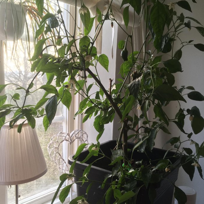 Chiliväxt med gröna löv och flera omogna frukter vid ett soligt söderfönster inomhus.