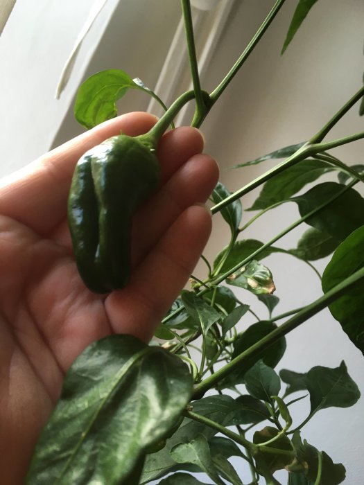 Hand håller en Padronpepparplanta med mogen frukt bredvid ett fönster.
