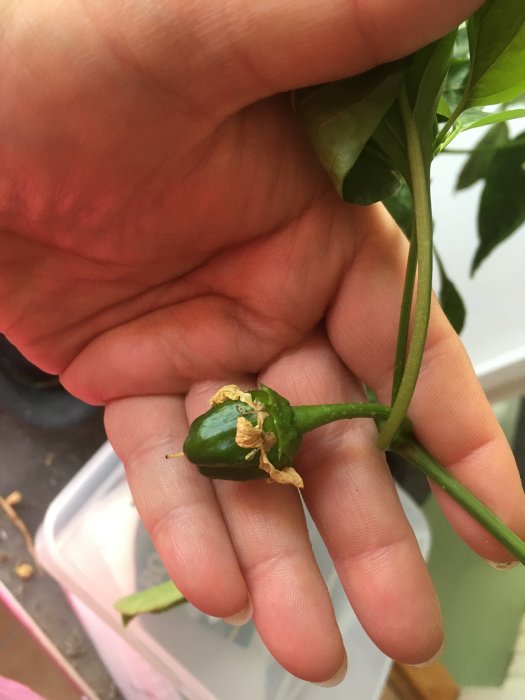 Hand håller en liten grön paprikafrukt med blomrest vid stjälken.