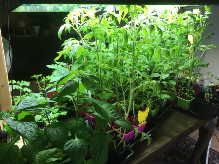 Odlade plantor i olika stadier under växtbelysning på ett bord inomhus.
