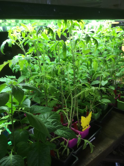 Överväxta plantor i olika färgade krukor under växtbelysning redo för omplantering.