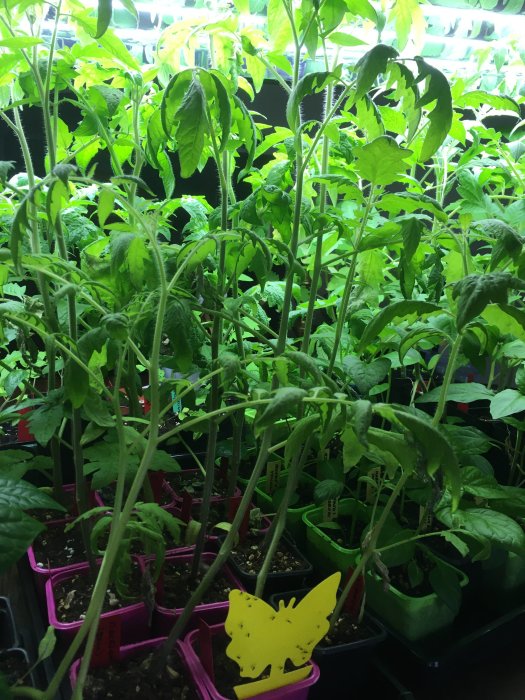 Tomatplantor i olika stadier av tillväxt med stödpinnar i färgade krukor under växtbelysning.